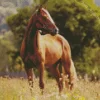 Brown Horse Animal Diamond Painting