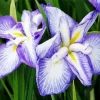 Cascade Spice Iris Diamond Painting