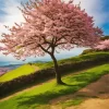 Cherry Blossom Tree On A Hill Diamond Painting