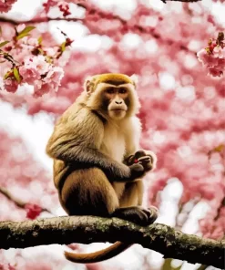 Cherry Blossoms And Monkey Diamond Painting