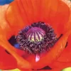 Close Up Oriental Poppy Diamond Painting