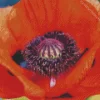 Close Up Oriental Poppy Diamond Painting