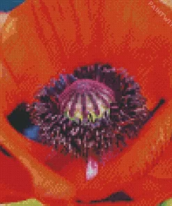 Close Up Oriental Poppy Diamond Painting