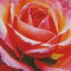 Close Up Pink Roses Diamond Painting