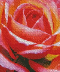 Close Up Pink Roses Diamond Painting