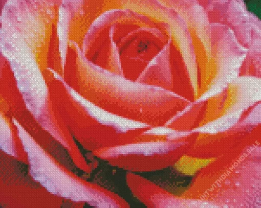 Close Up Pink Roses Diamond Painting