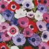 Colorful Anemone Diamond Painting