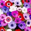 Colorful Anemone Diamond Painting