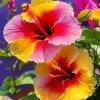 Colorful Hollyhock Flower Diamond Painting