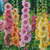 Colorful Hollyhocks Diamond Painting