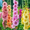 Colorful Hollyhocks Diamond Painting