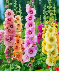 Colorful Hollyhocks Diamond Painting