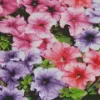 Colorful Petunia Flowers Diamond Painting