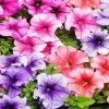 Colorful Petunia Flowers Diamond Painting