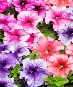 Colorful Petunia Flowers Diamond Painting