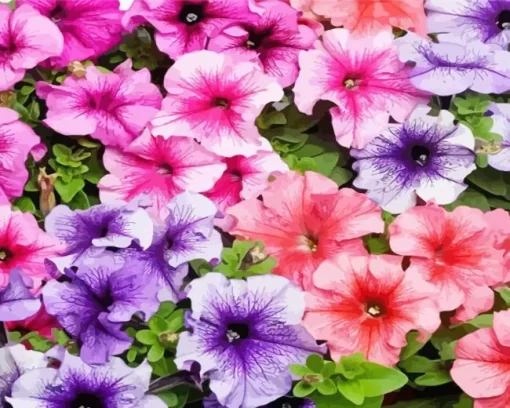 Colorful Petunia Flowers Diamond Painting