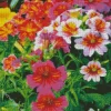 Colorful Petunias Diamond Painting