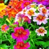 Colorful Petunias Diamond Painting