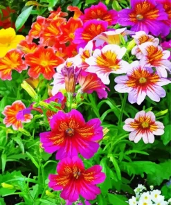 Colorful Petunias Diamond Painting