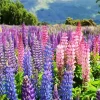 Colorful Lupine Flower Field Diamond Painting