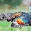 Colorful Ocellated Turkey Diamond Painting