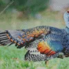 Colorful Ocellated Turkey Diamond Painting