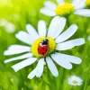 Common Daisy And Ladybug Diamond Painting