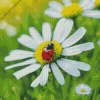 Common Daisy And Ladybug Diamond Painting