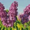 Common Lilac Purple Flower Diamond Painting