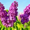 Common Lilac Purple Flower Diamond Painting