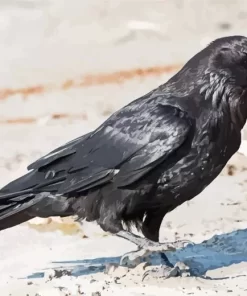 Common Raven Diamond Painting