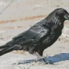 Common Raven Diamond Painting