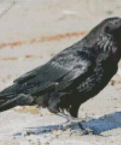 Common Raven Diamond Painting