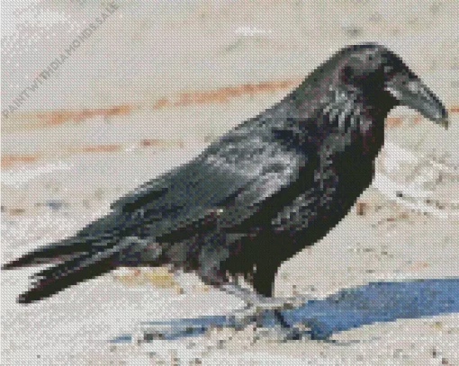 Common Raven Diamond Painting