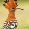 Cool African Hoopoe Diamond Painting