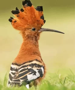 Cool African Hoopoe Diamond Painting