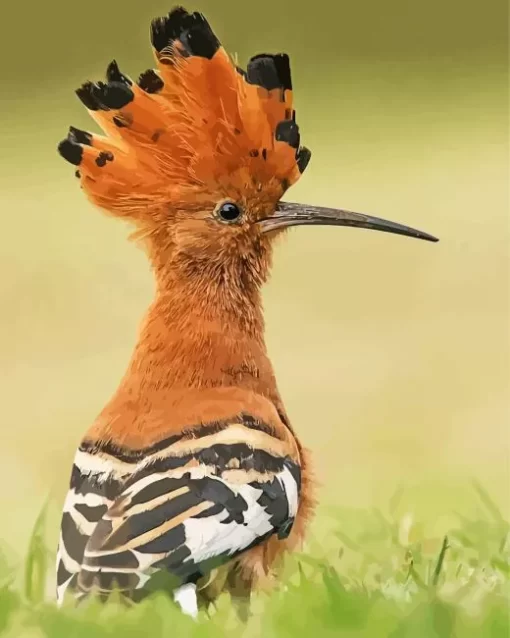 Cool African Hoopoe Diamond Painting