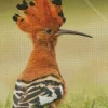 Cool African Hoopoe Diamond Painting