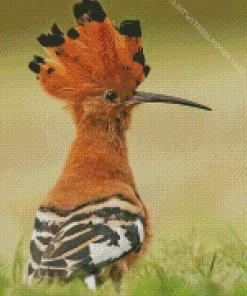 Cool African Hoopoe Diamond Painting