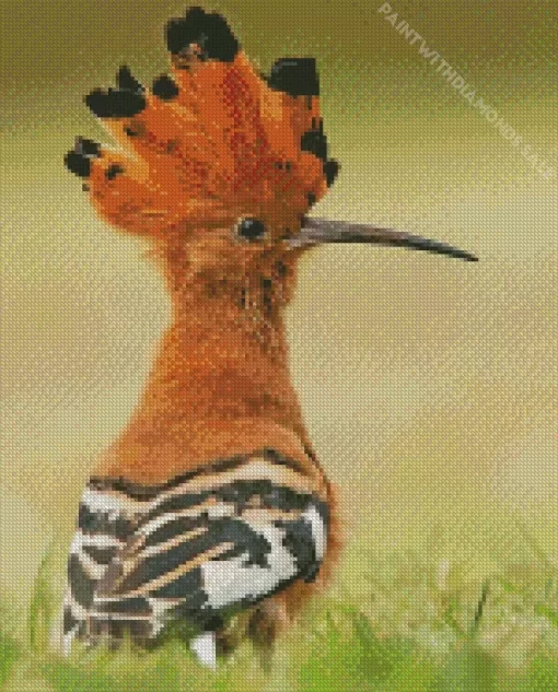 Cool African Hoopoe Diamond Painting