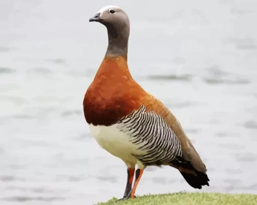 Cool Ashy Headed Geese Diamond Painting