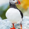 Cool Atlantic Puffin Diamond Painting