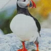 Cool Atlantic Puffin Diamond Painting