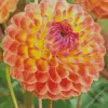 Cool Ball Dahlias Flower Diamond Painting