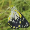 Cool Belenois Butterfly Diamond Painting