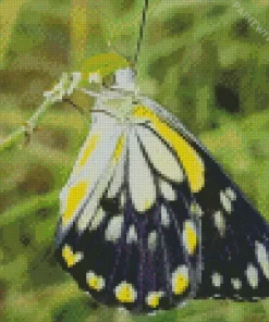 Cool Belenois Butterfly Diamond Painting