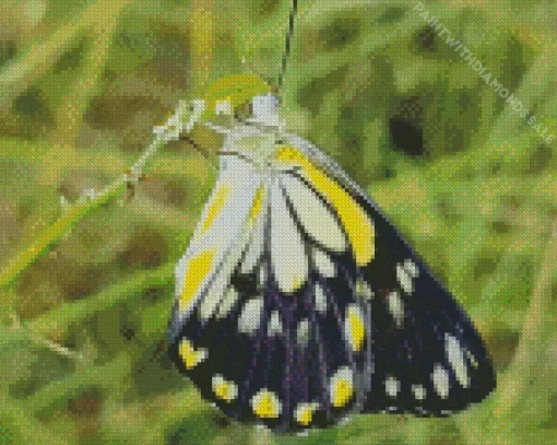 Cool Belenois Butterfly Diamond Painting