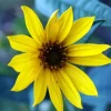 Cool Maximilian Perennial Sunflower Diamond Painting