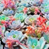 Cool Succulent Plants Diamond Painting