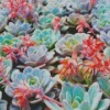 Cool Succulent Plants Diamond Painting